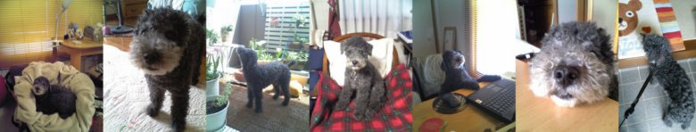 シニア犬　げんちゃんとの日常